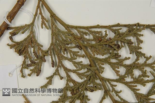 台灣肖楠藏品圖，第4張