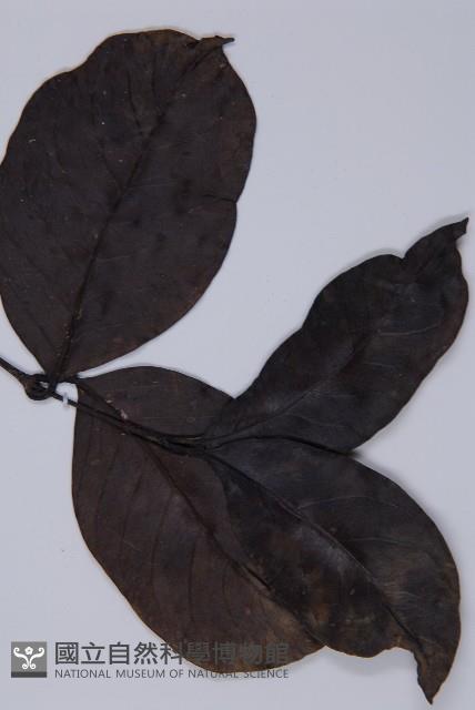 買麻藤藏品圖，第4張