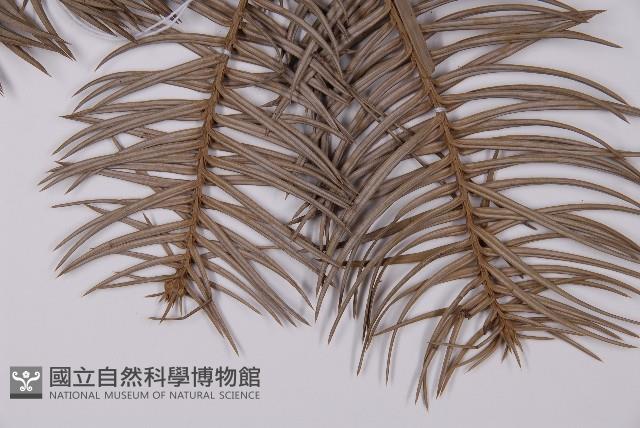 杉木藏品圖，第4張