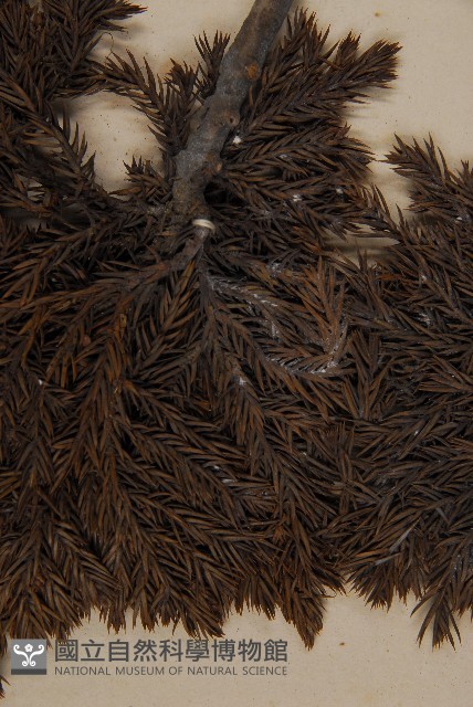 香青藏品圖，第4張