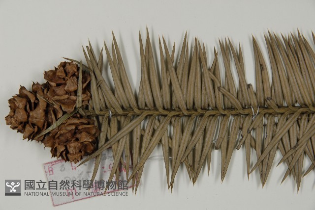 杉木藏品圖，第4張