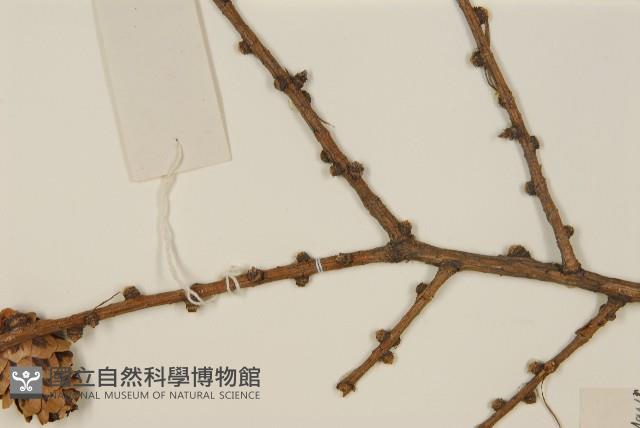 華北落葉松藏品圖，第4張