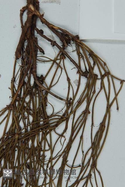 匍枝兩江麻黃藏品圖，第4張