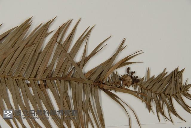 杉木藏品圖，第4張