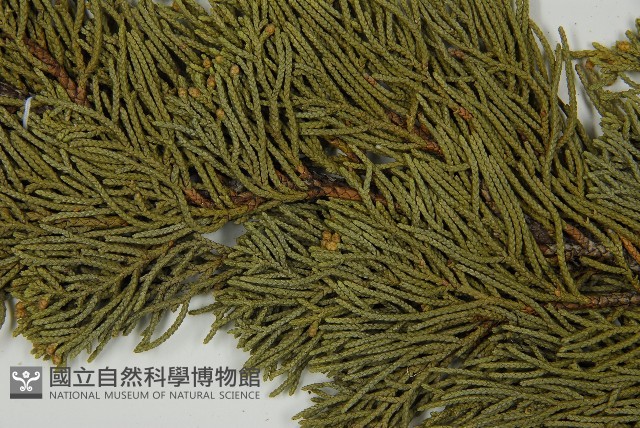 清水圓柏藏品圖，第4張