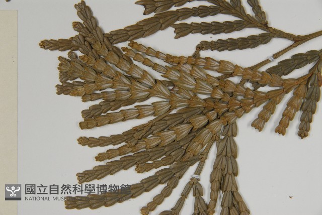 福建柏藏品圖，第4張