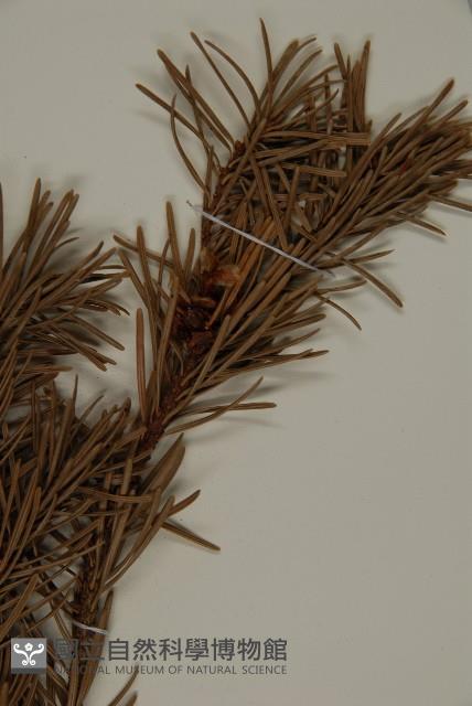 美國花旗松藏品圖，第4張