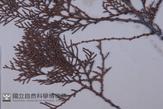 側柏藏品圖，第4張