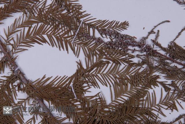 墨西哥落羽杉藏品圖，第4張