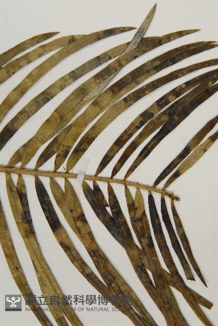 三尖杉藏品圖，第4張