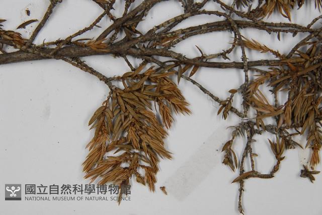 刺柏藏品圖，第4張