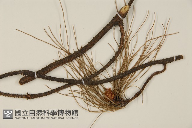 馬尾松藏品圖，第4張