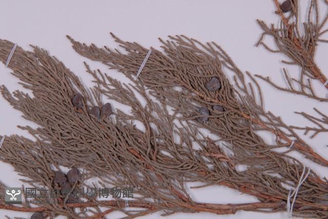 叉子園柏藏品圖，第4張