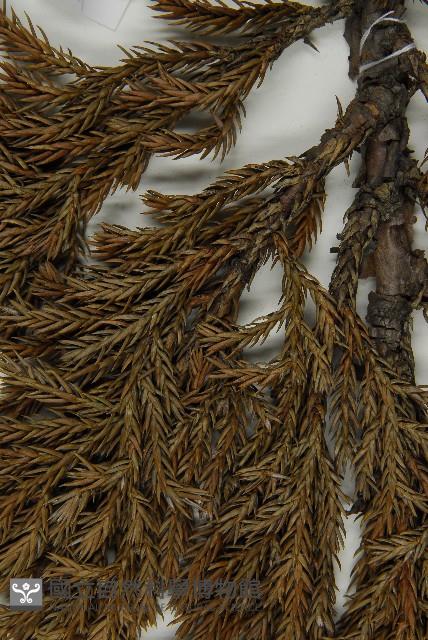 香青藏品圖，第4張