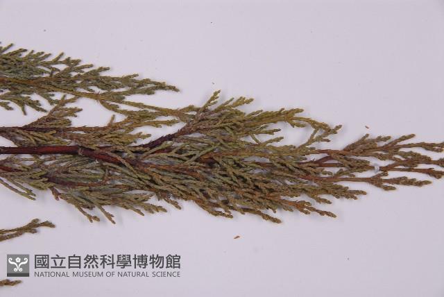 登錄號:G000455藏品圖，第4張