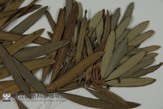 大葉羅漢松藏品圖，第4張