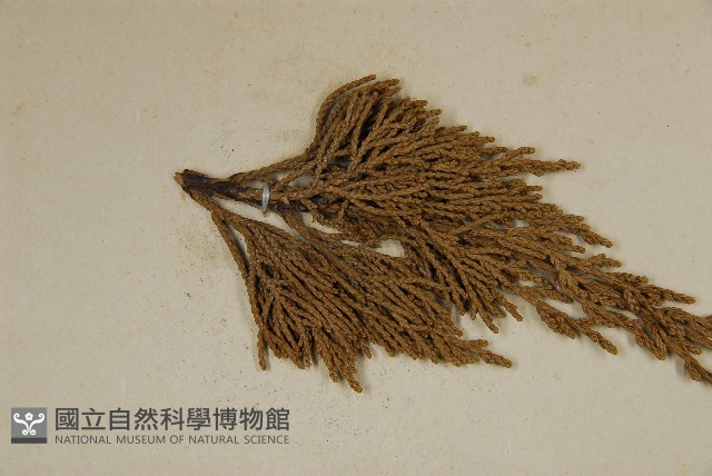 圓柏藏品圖，第4張