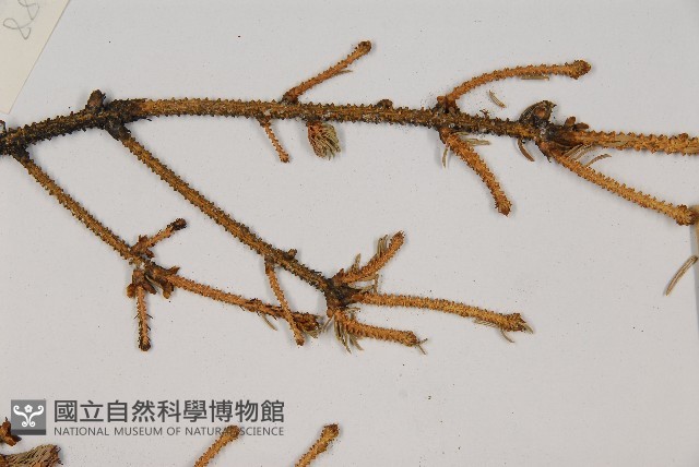 麗江雲杉藏品圖，第4張