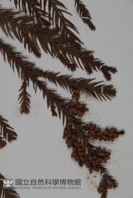 Willow fir Collection Image, Figure 4, Total 5 Figures