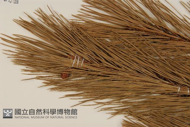 馬尾松藏品圖，第4張