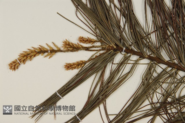 華山松藏品圖，第4張