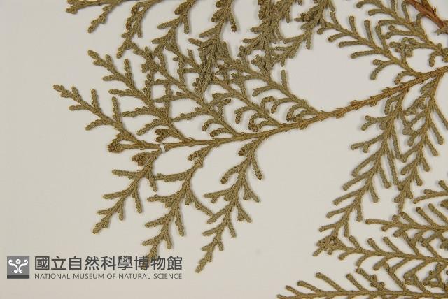側柏藏品圖，第4張