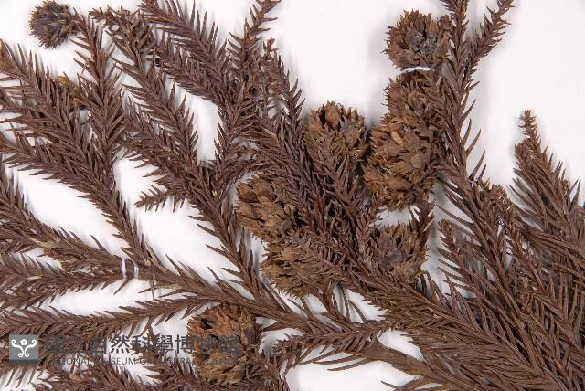 柳杉藏品圖，第4張