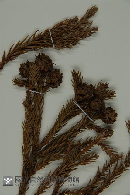 柳杉藏品圖，第4張