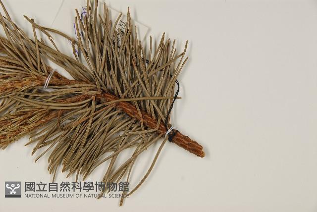 獐子松藏品圖，第4張