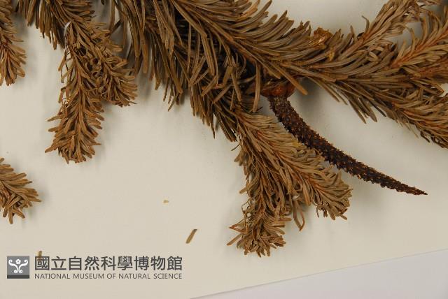 臺灣冷杉藏品圖，第4張