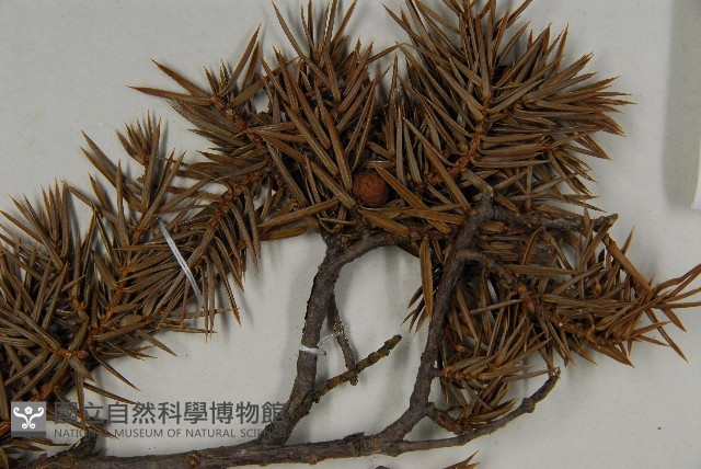 刺柏藏品圖，第4張