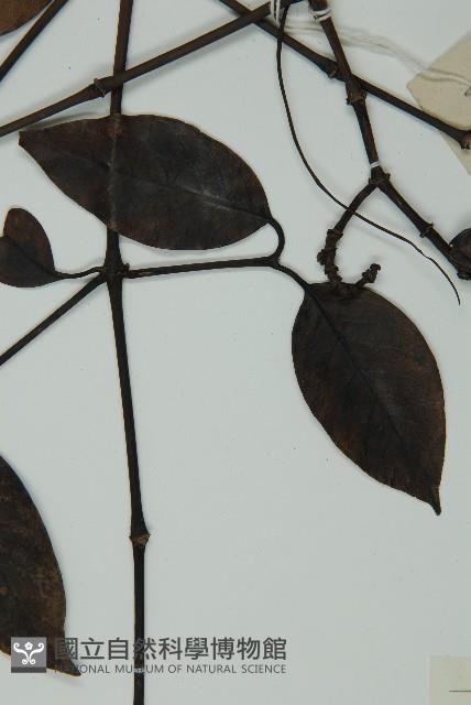 小葉買麻藤藏品圖，第4張