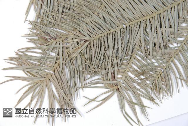 杉木藏品圖，第4張