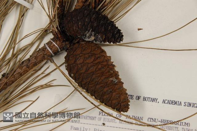 臺灣二葉松藏品圖，第3張