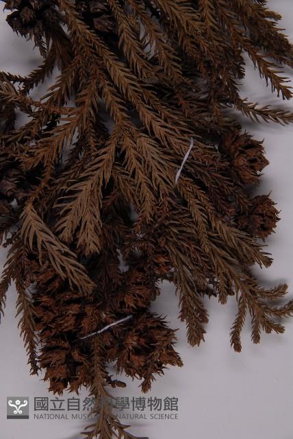 柳杉藏品圖，第4張