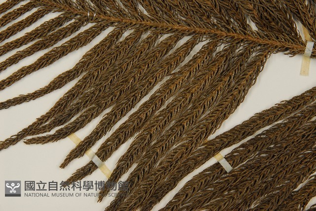 小葉南洋杉、南洋杉藏品圖，第4張