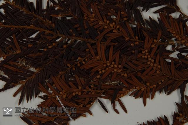 臺灣紅豆杉、紫杉、南方紅豆杉藏品圖，第4張