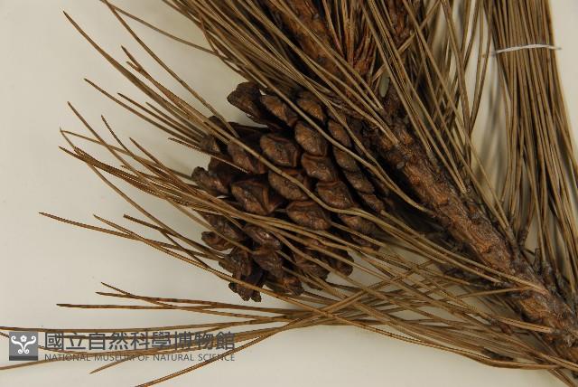 臺灣二葉松藏品圖，第3張