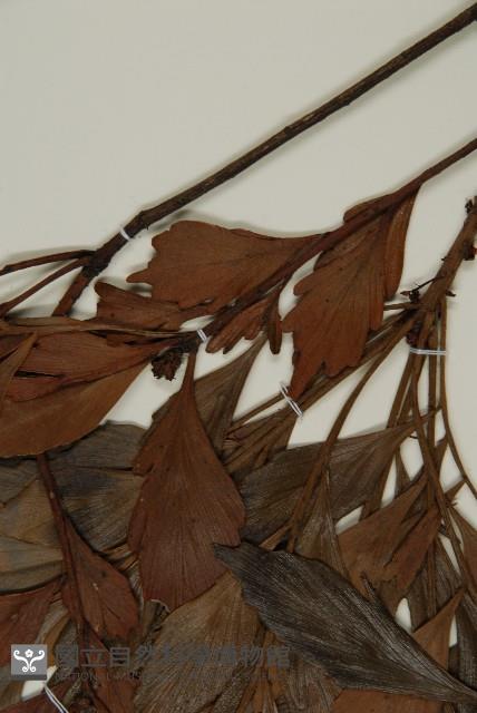 菲律賓羅漢松藏品圖，第4張