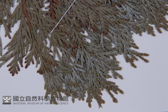 長白側柏藏品圖，第4張