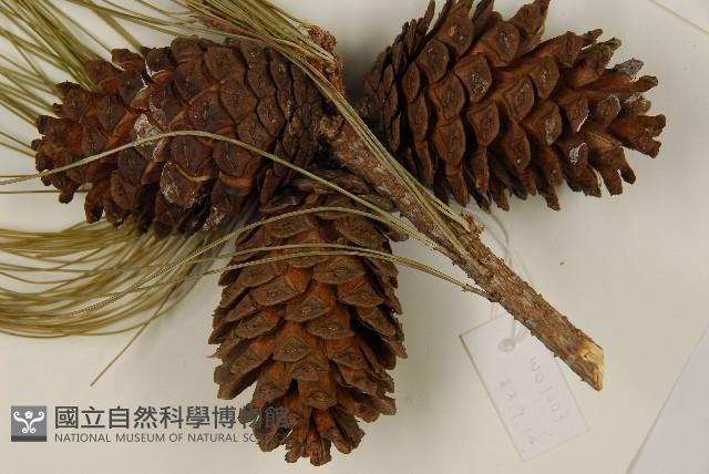 臺灣二葉松藏品圖，第3張