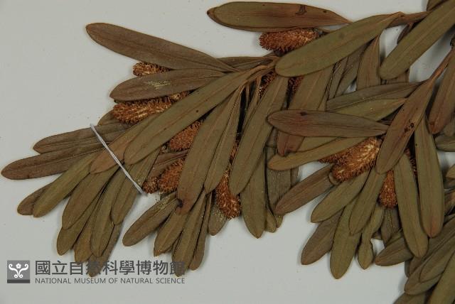 蘭嶼羅漢松藏品圖，第3張