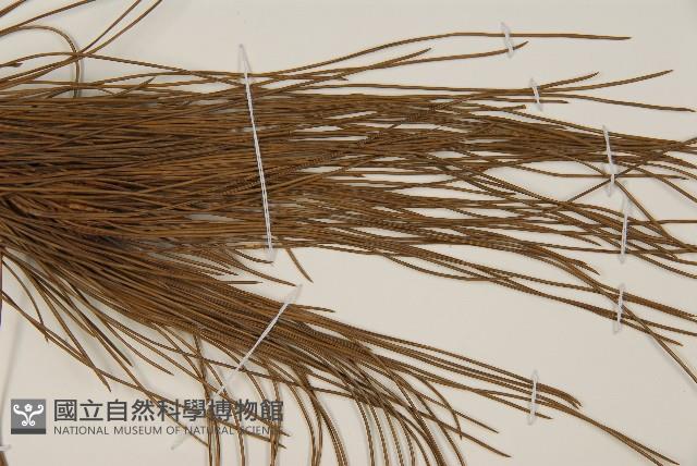 琉球松藏品圖，第4張