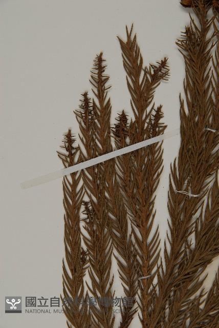 柳杉藏品圖，第4張