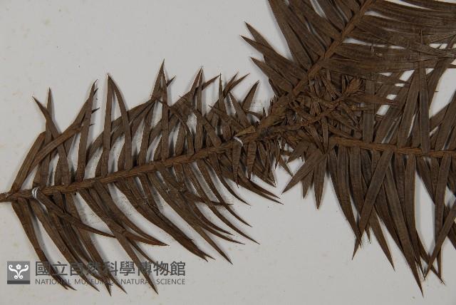 杉木藏品圖，第4張