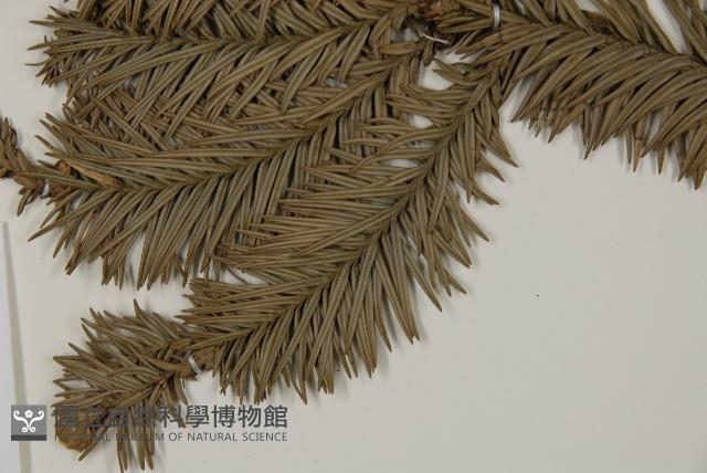 香杉、台灣杉木藏品圖，第4張