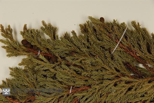 香青藏品圖，第4張