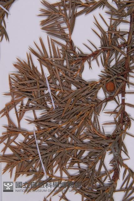 刺柏藏品圖，第4張