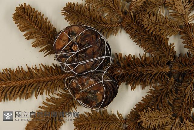 臺灣冷杉藏品圖，第3張