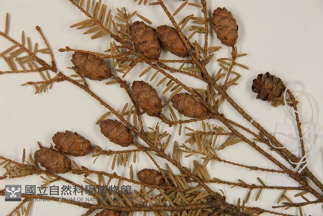 Accession Number:G000435 Collection Image, Figure 4, Total 5 Figures